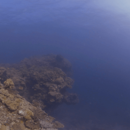 Coral Canopy: Sunlit Reefscape