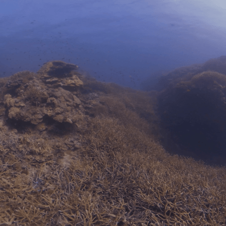 Staghorn Coral Thicket: Reef Life