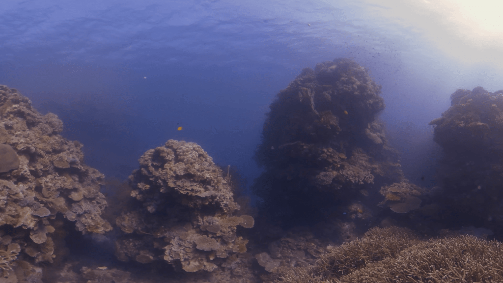 Coral Reef Damsels: Abundance & Light