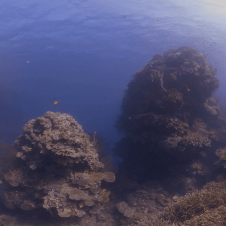 Coral Reef Damsels: Abundance & Light