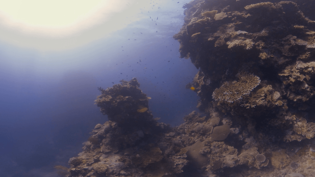 Coral Reef Fish Frenzy