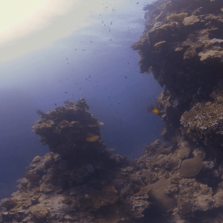 Coral Reef Fish Frenzy