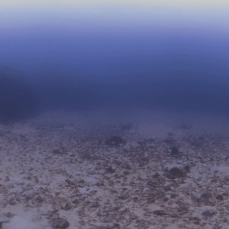 Triaenodon obesus Patrol