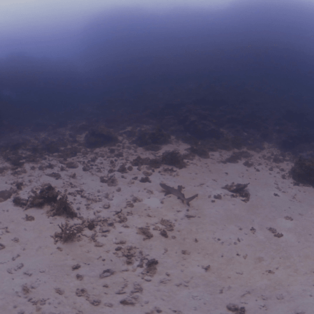 Sleeping Shark Awakens!