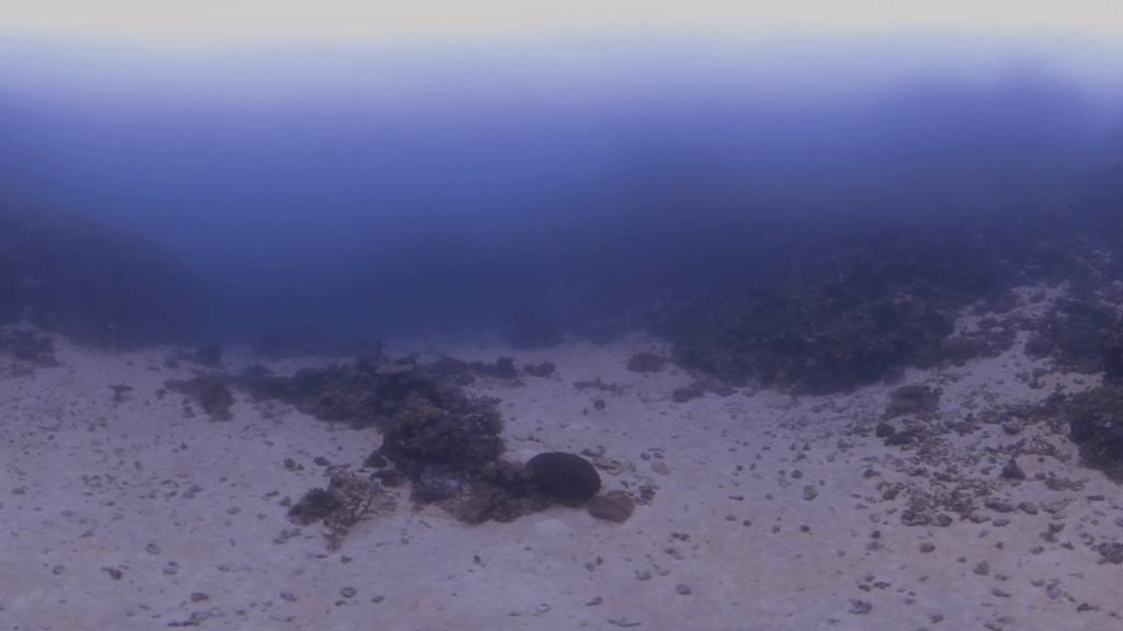 Triaenodon obesus Reef Pass