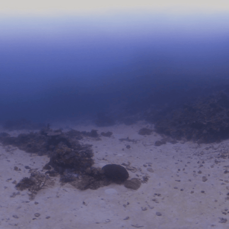Triaenodon obesus Reef Pass