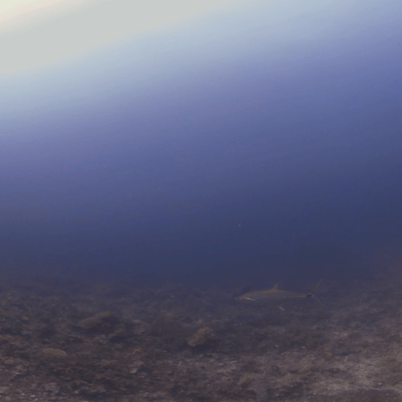 Spanish Mackerel Hunt on Reef