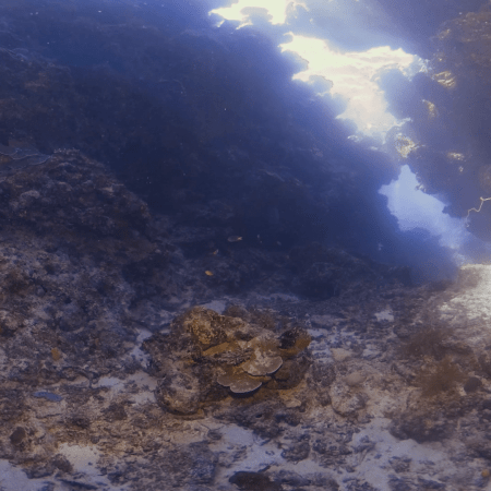 Cathedral Cavern: Sunlit Reef Crevices