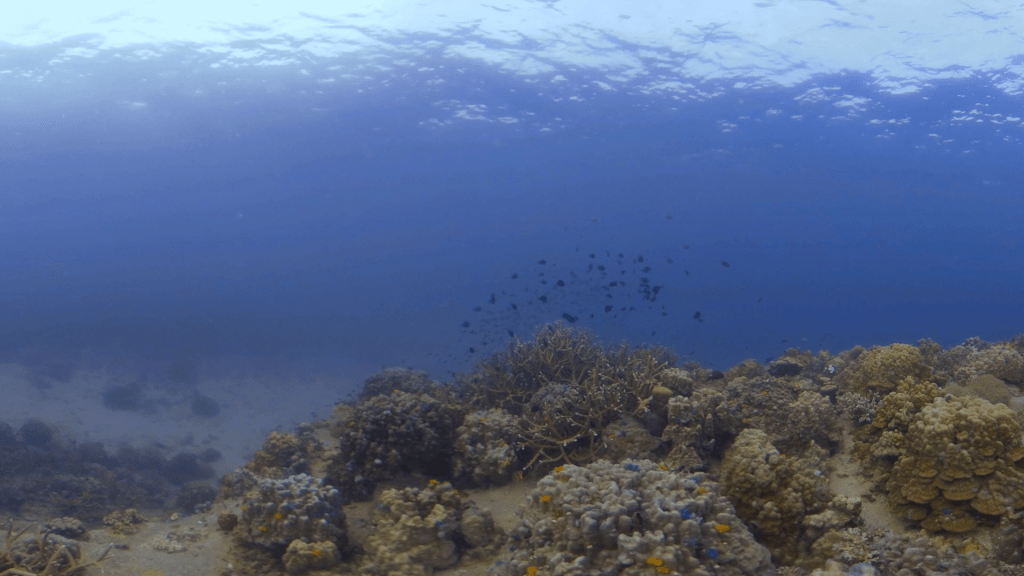 Damselfish Haven: Coral Reef Life