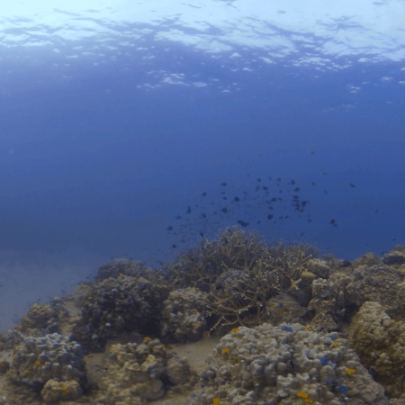 Damselfish Haven: Coral Reef Life