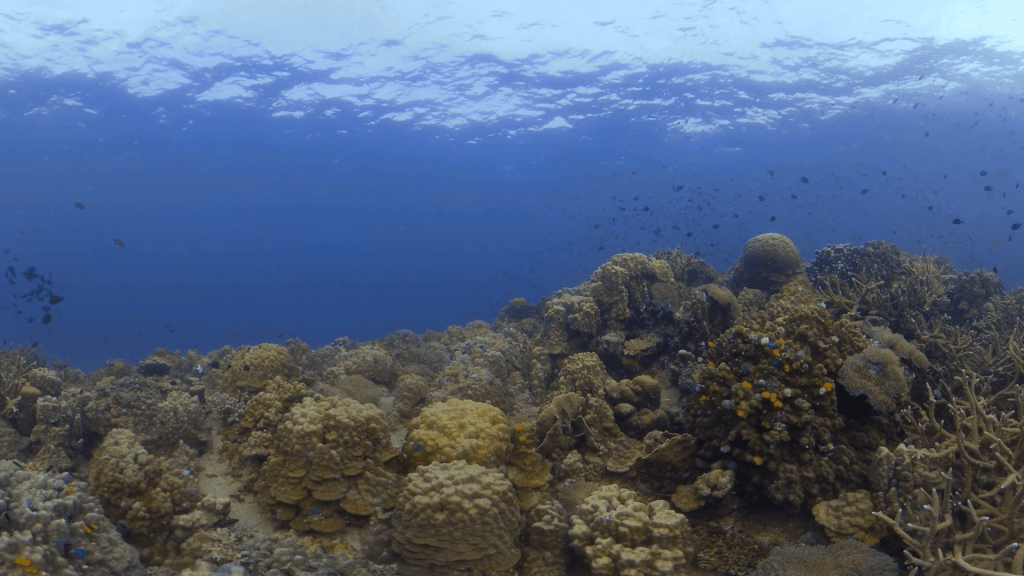 Coral Haven: Reef Fish Abundance