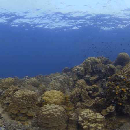 Coral Haven: Reef Fish Abundance