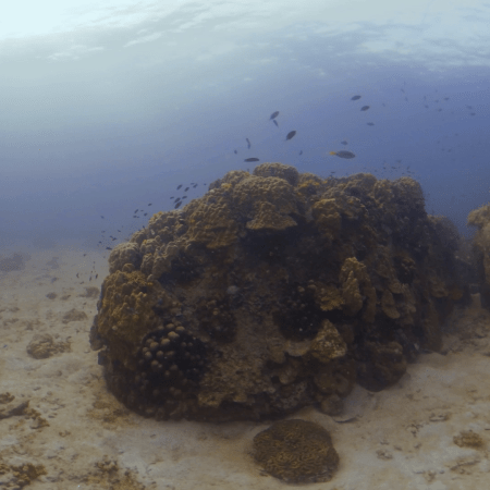 Reef Fish Haven: Coral Boulder Ecosystem