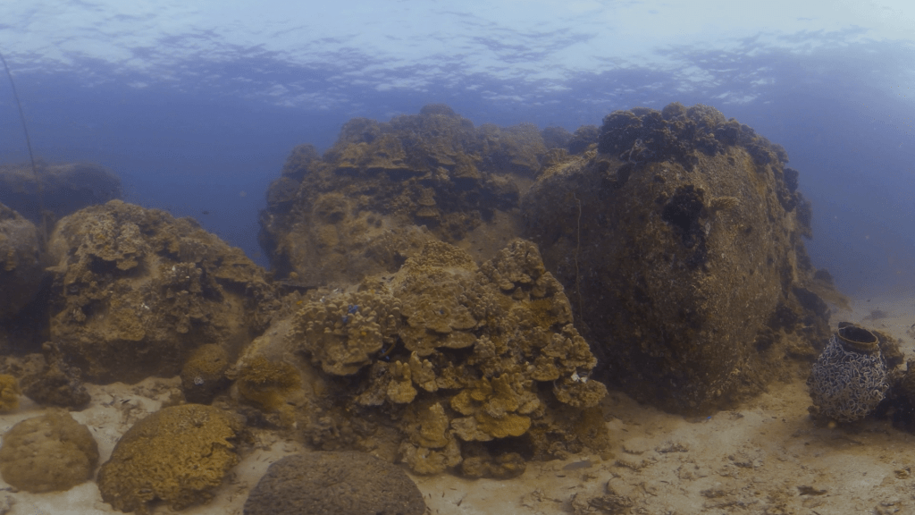 Coral Boulders: Reef Fish Haven