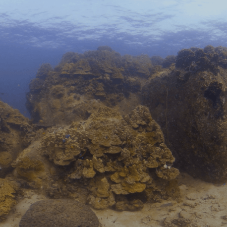 Coral Boulders: Reef Fish Haven
