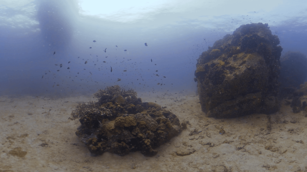 Coral Boulders & Reef Fish Haven