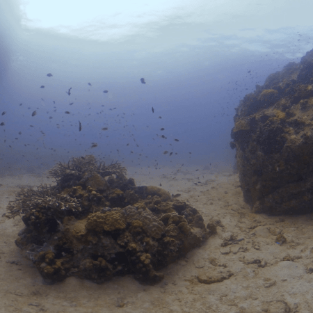 Coral Boulders & Reef Fish Haven