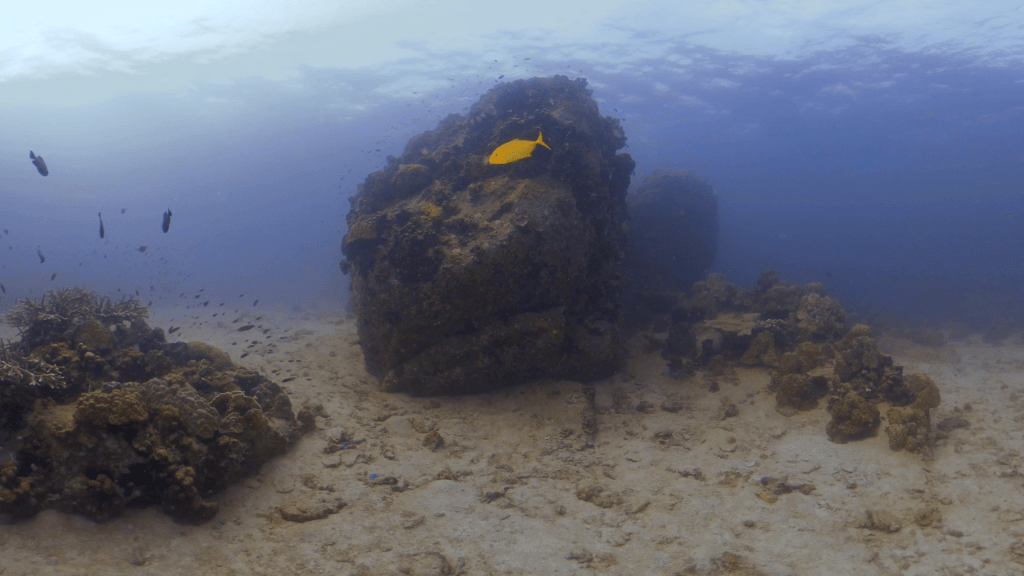 Golden Trevally Reef Haven
