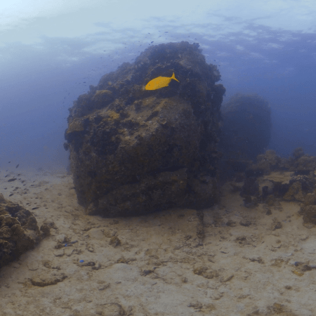 Golden Trevally Reef Haven