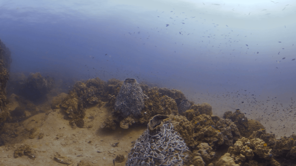 Barrel Sponge City