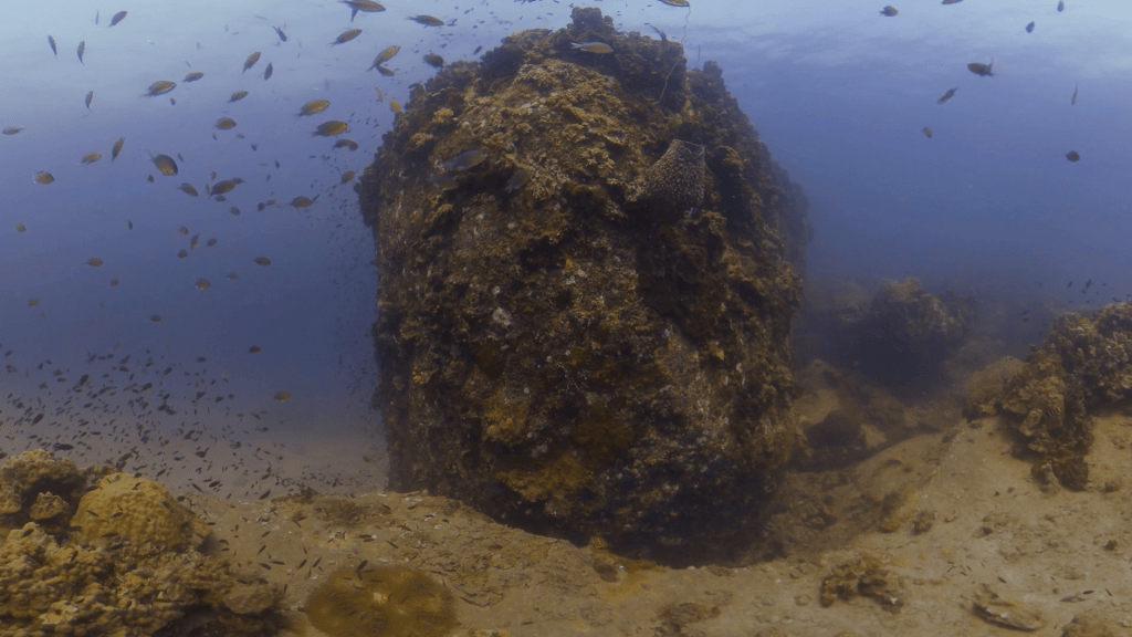 Anthias Cloud Over Reef Boulder