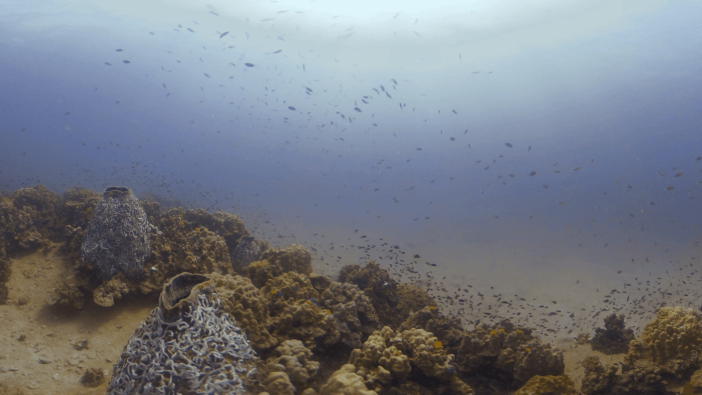 Reef Fish Frenzy: Coral Haven