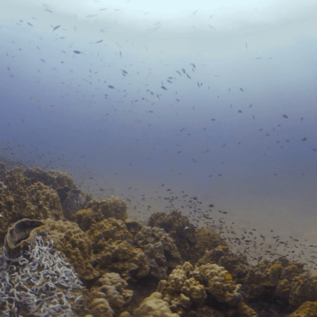 Reef Fish Frenzy: Coral Haven