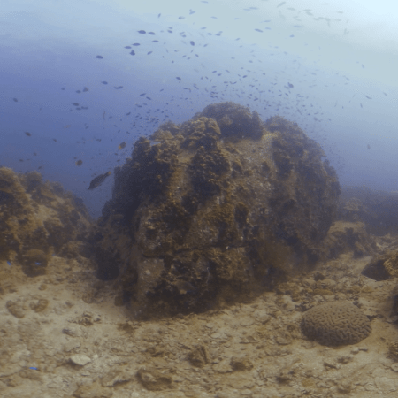Boulder Reef Fish Haven