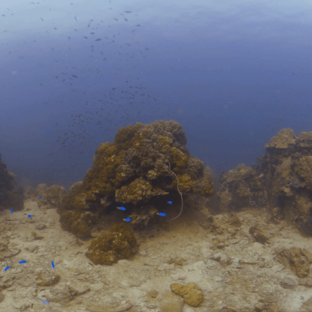 Reef Fish Boulders
