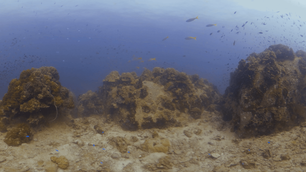 Fusiliers Dance Over Coral-Dusted Boulders