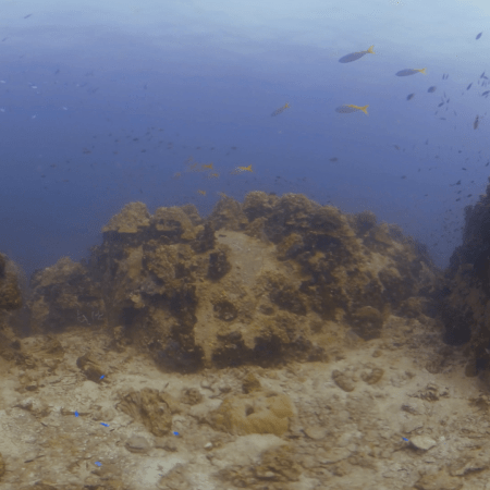 Fusiliers Dance Over Coral-Dusted Boulders