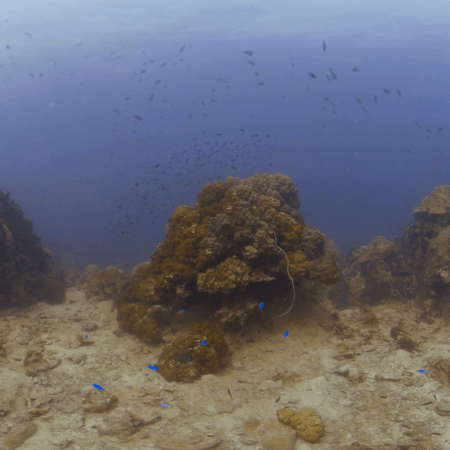 Azure Damselfish Swarm Coral-Covered Boulders