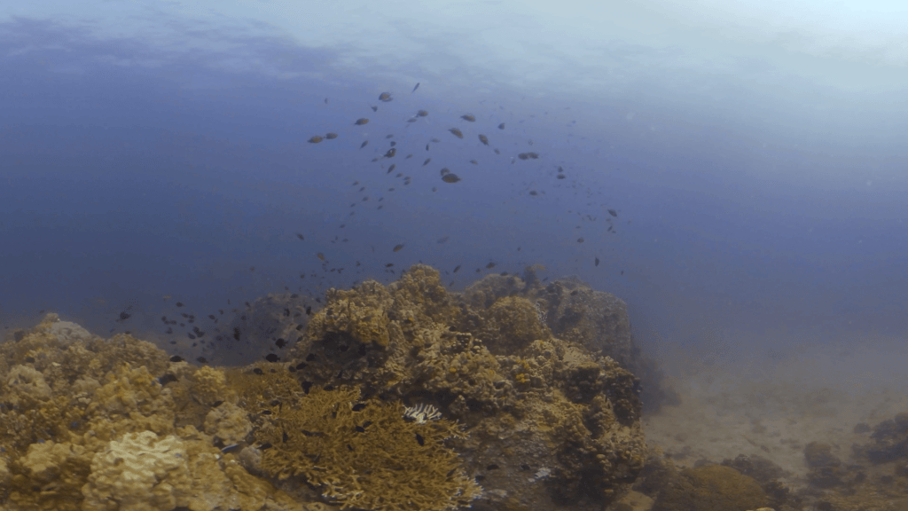 Coral Haven: Damsels Dance