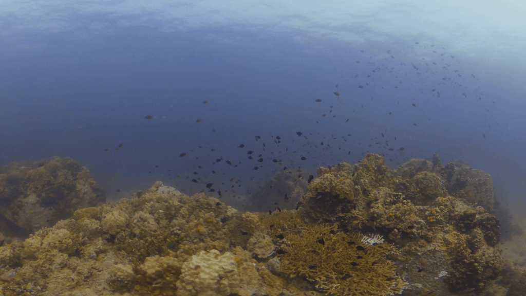Coral Haven: Damsel Fish Domain