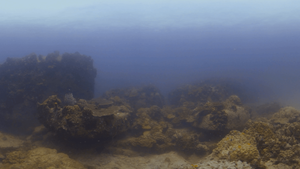 Coral Garden Panorama