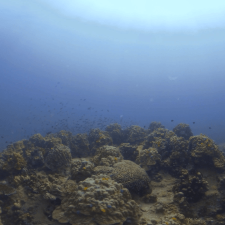 Coral Reef Panorama