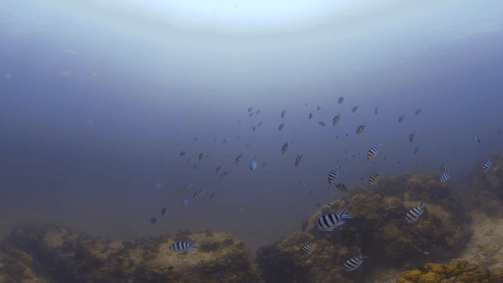 Coral Garden Dance: Sunlight & Sergent Majors