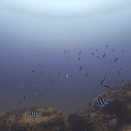 Coral Garden Dance: Sunlight & Sergent Majors