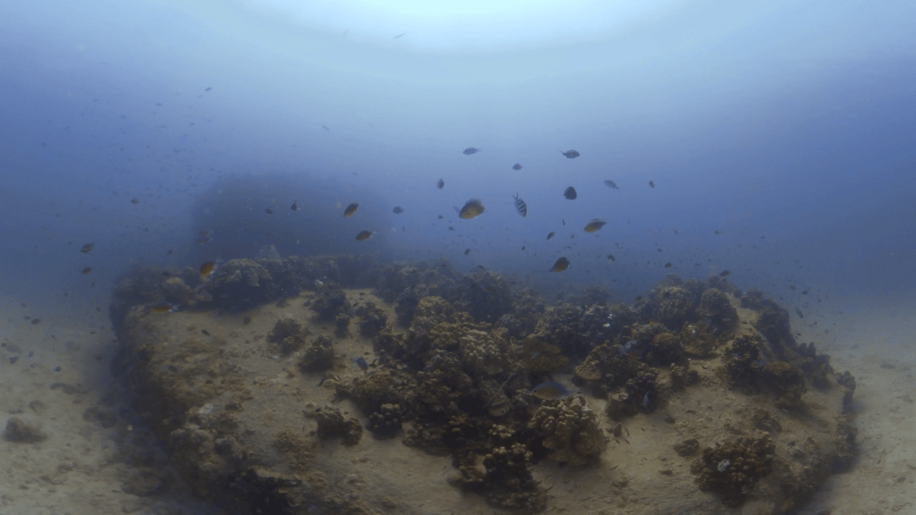 Damsel Reef Haven