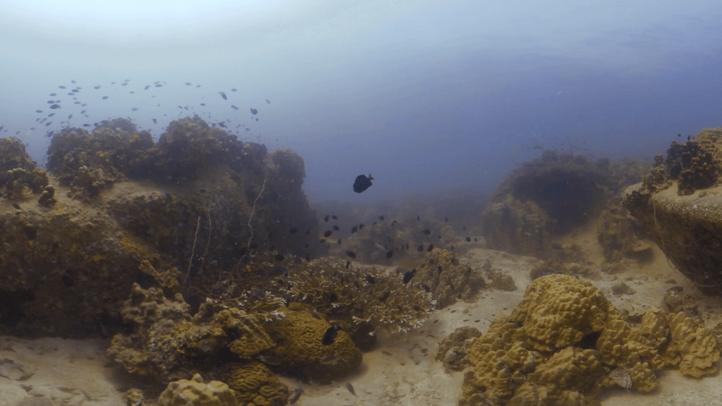 Coral Reef Patches & Fish