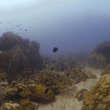 Coral Reef Patches & Fish