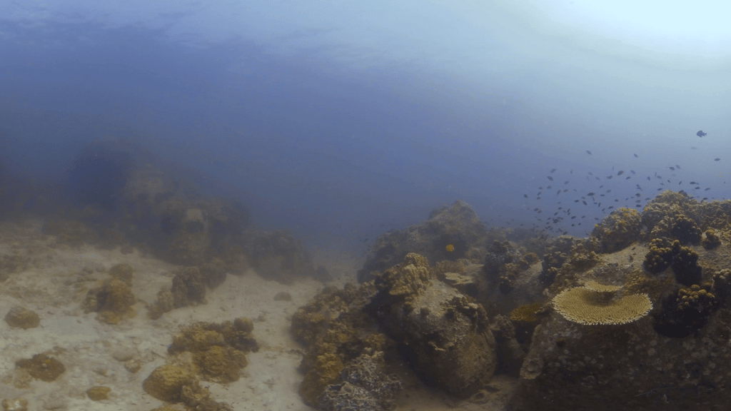 Coral Garden Glide