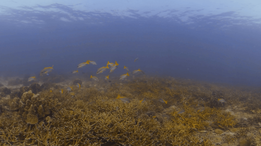 Bannerfish & Snappers Over Staghorn Coral