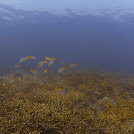 Bannerfish & Snappers Over Staghorn Coral