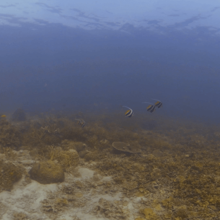 Coral Haven: Snappers & Bannerfish Dance