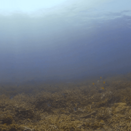 Staghorn & Sergeants: Sunlit Coral Haven