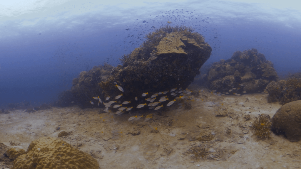 Fusiliers' Coral Cove