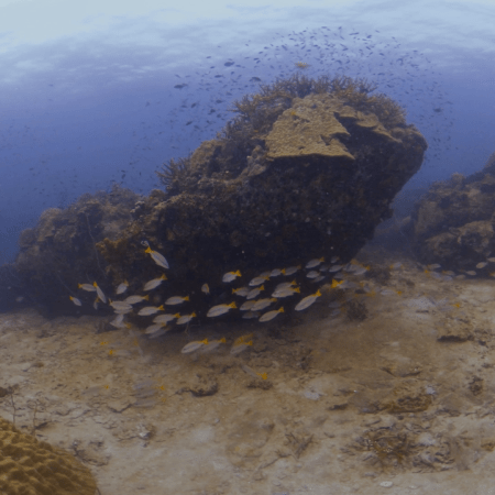 Fusiliers' Coral Cove