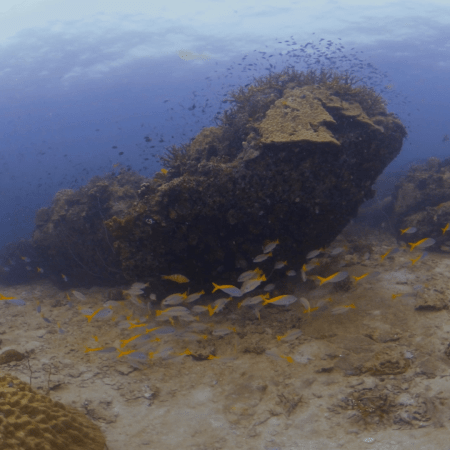 Fusilier Frenzy: Coral Reef Haven