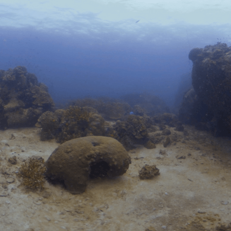 Coral Reef Sanctuary View